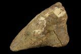 Triceratops Nose Horn - Hell Creek Formation #129346-3